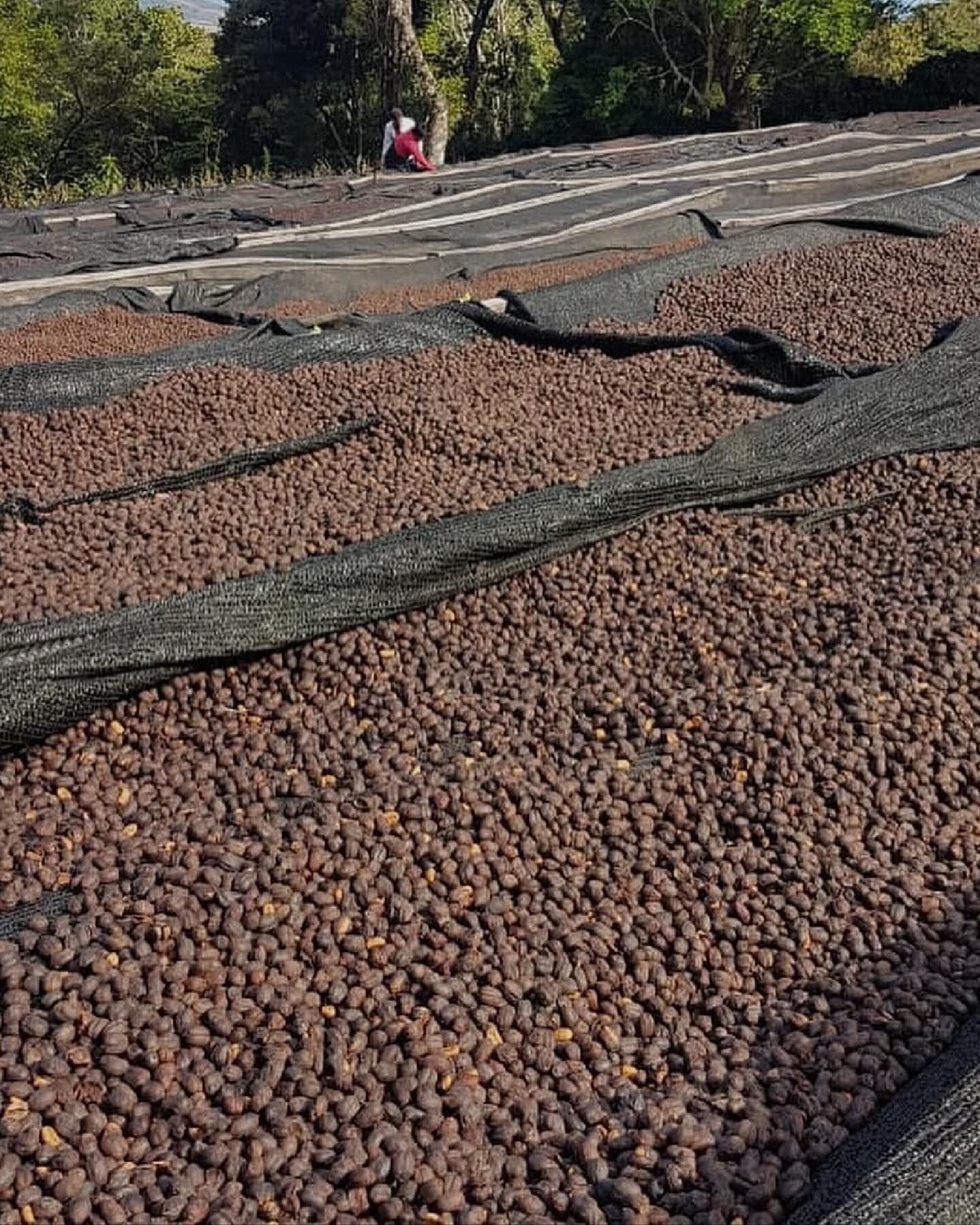 Abu Coffee Geisha Natural Lot 1710