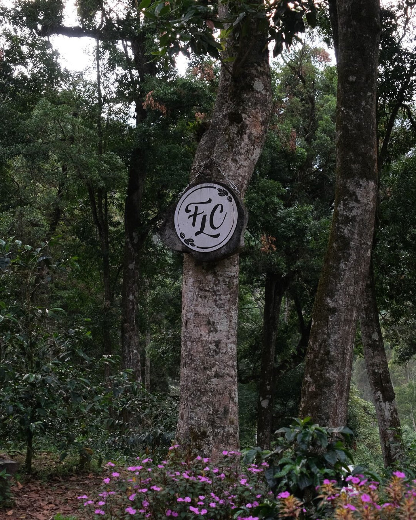 Finca Los Cenizos - Geisha Natural Lot 146