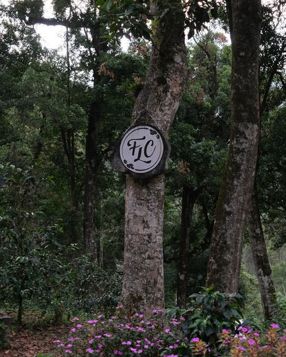 Finca Los Cenizos - Geisha Natural Lot 146