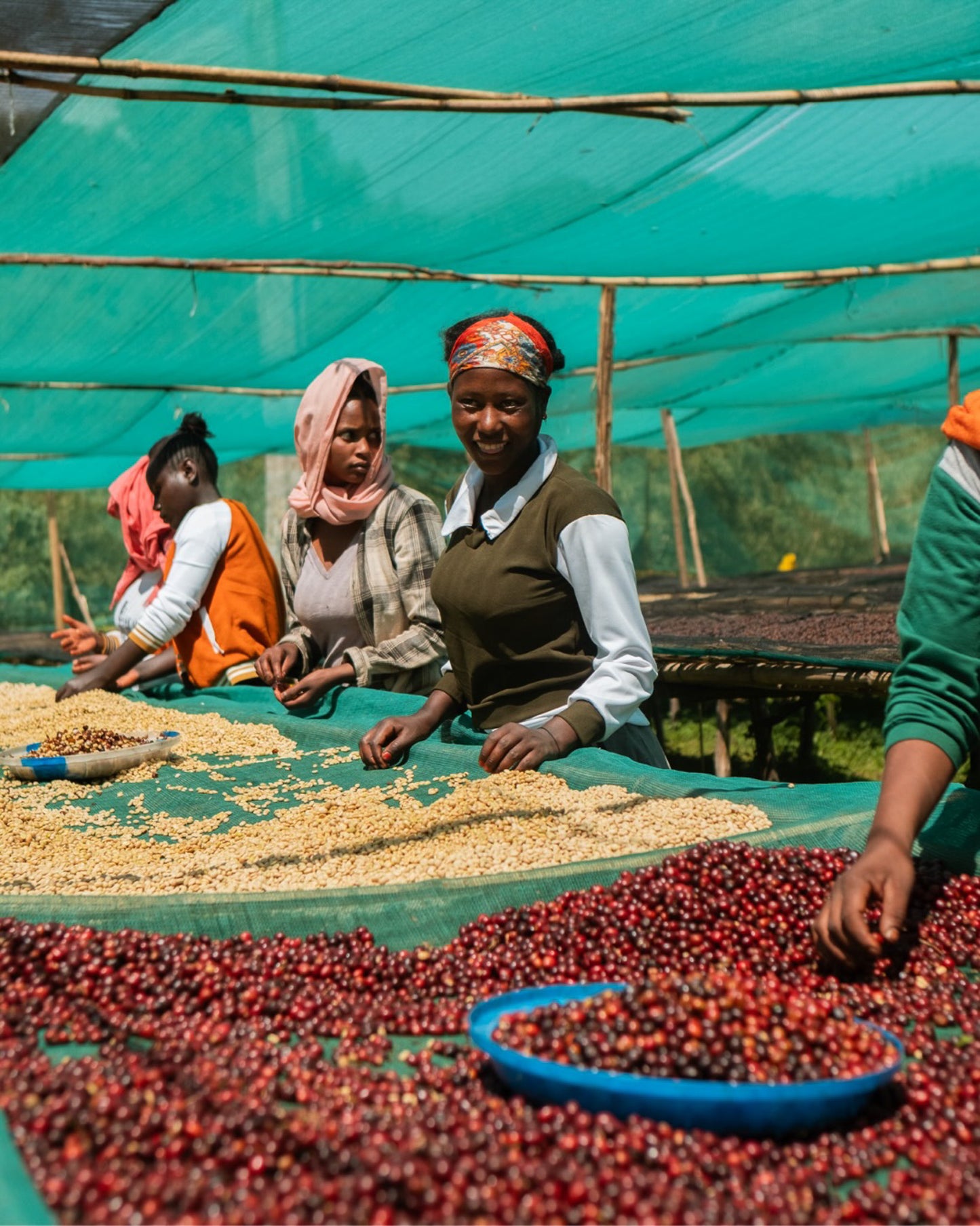 Elto Coffee Hybrid DFW, Ethiopia
