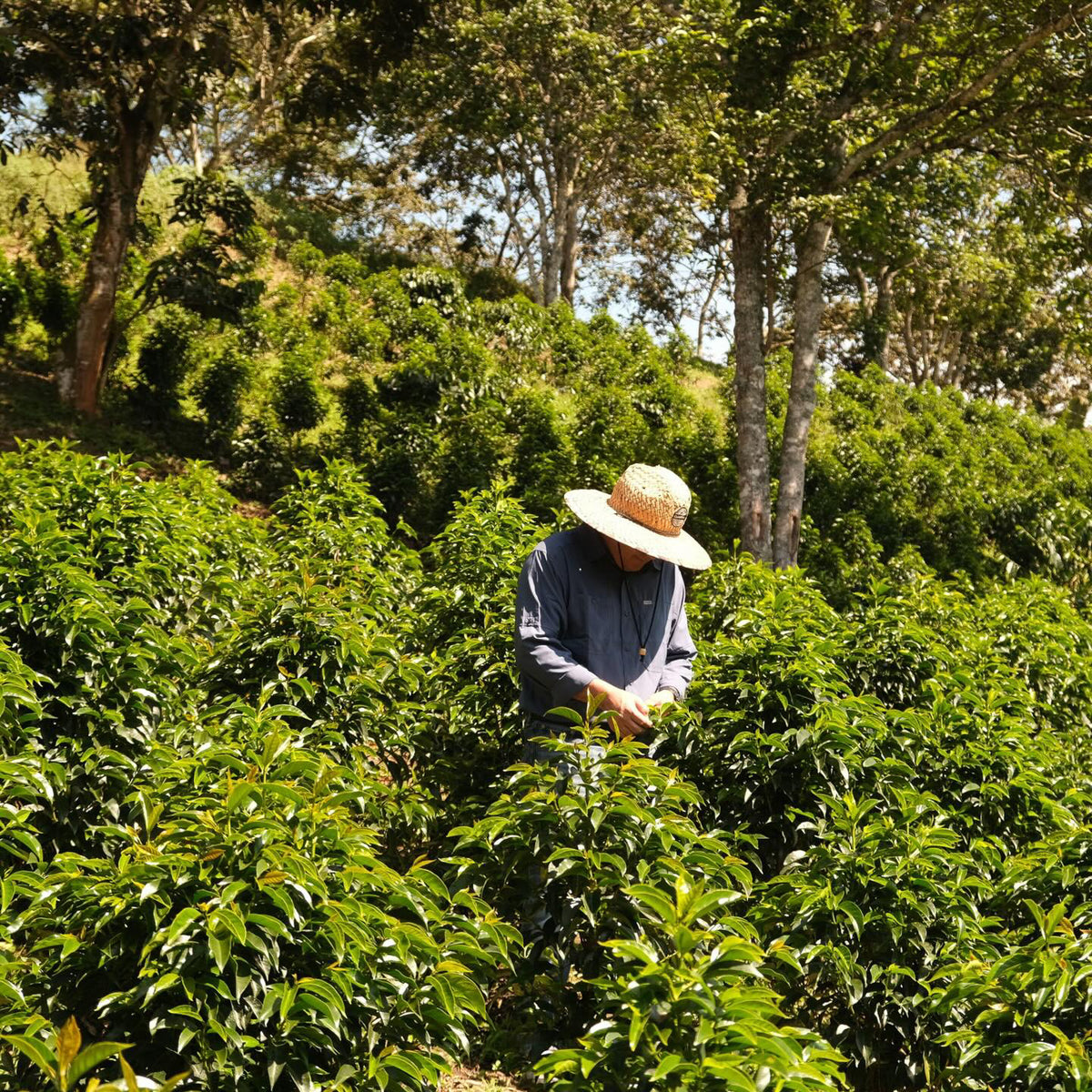 Finca El Paraiso, Villa Rosita