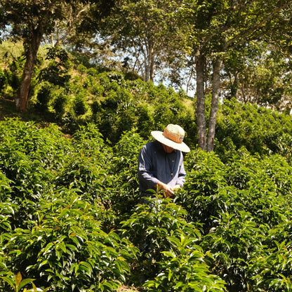 Finca El Paraiso, Villa Rosita