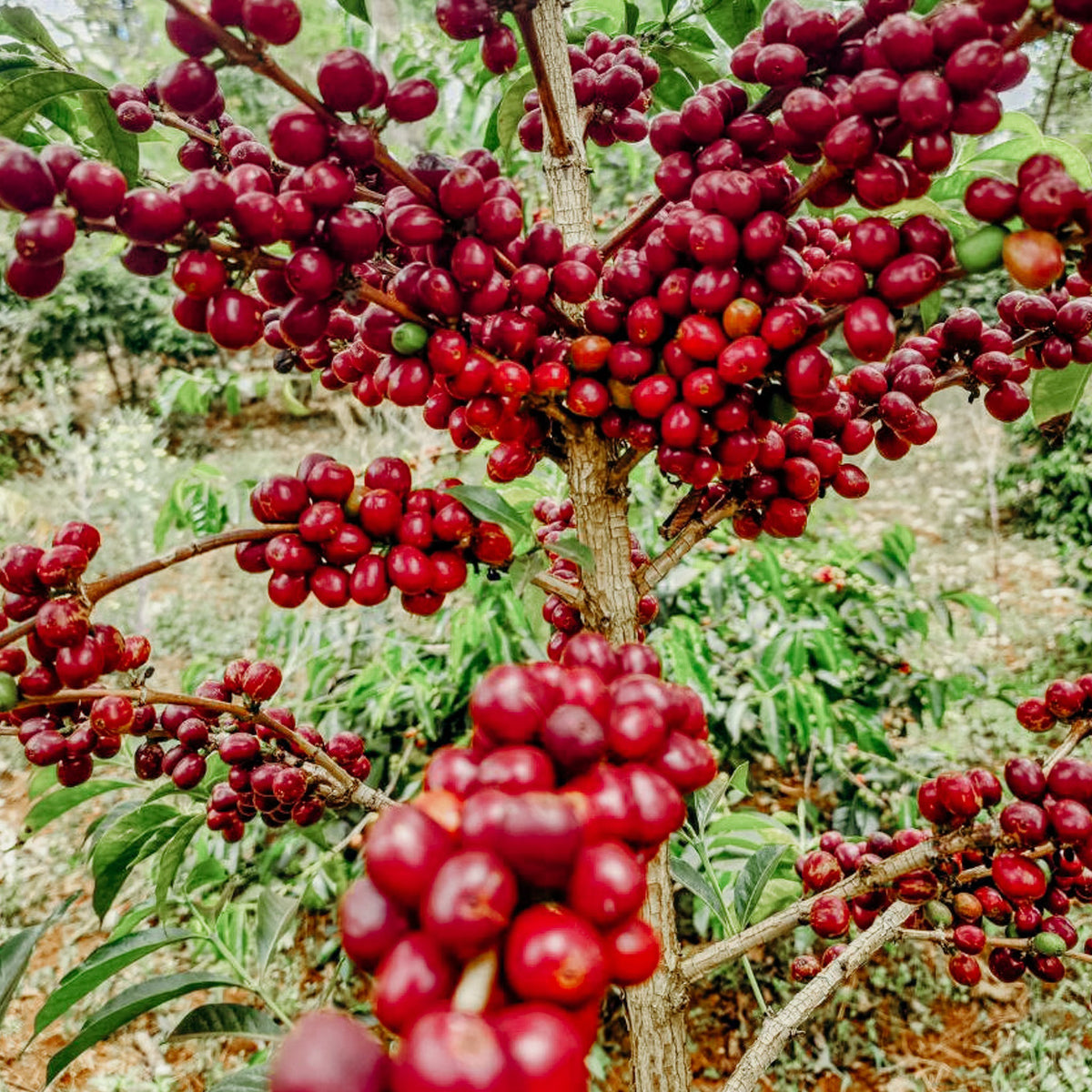 EDN Banko Gotiti Lot 24, Ethiopia