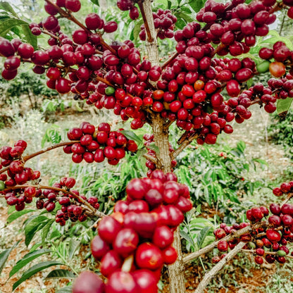 EDN Banko Gotiti Lot 24, Ethiopia