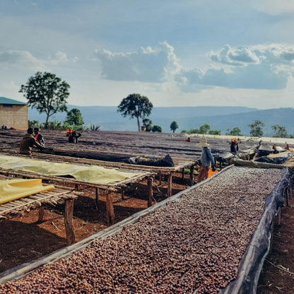 EDN Banko Gotiti Lot 24, Ethiopia