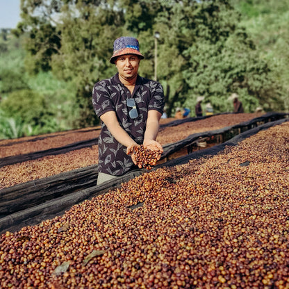 EDN Banko Gotiti Lot 24, Ethiopia