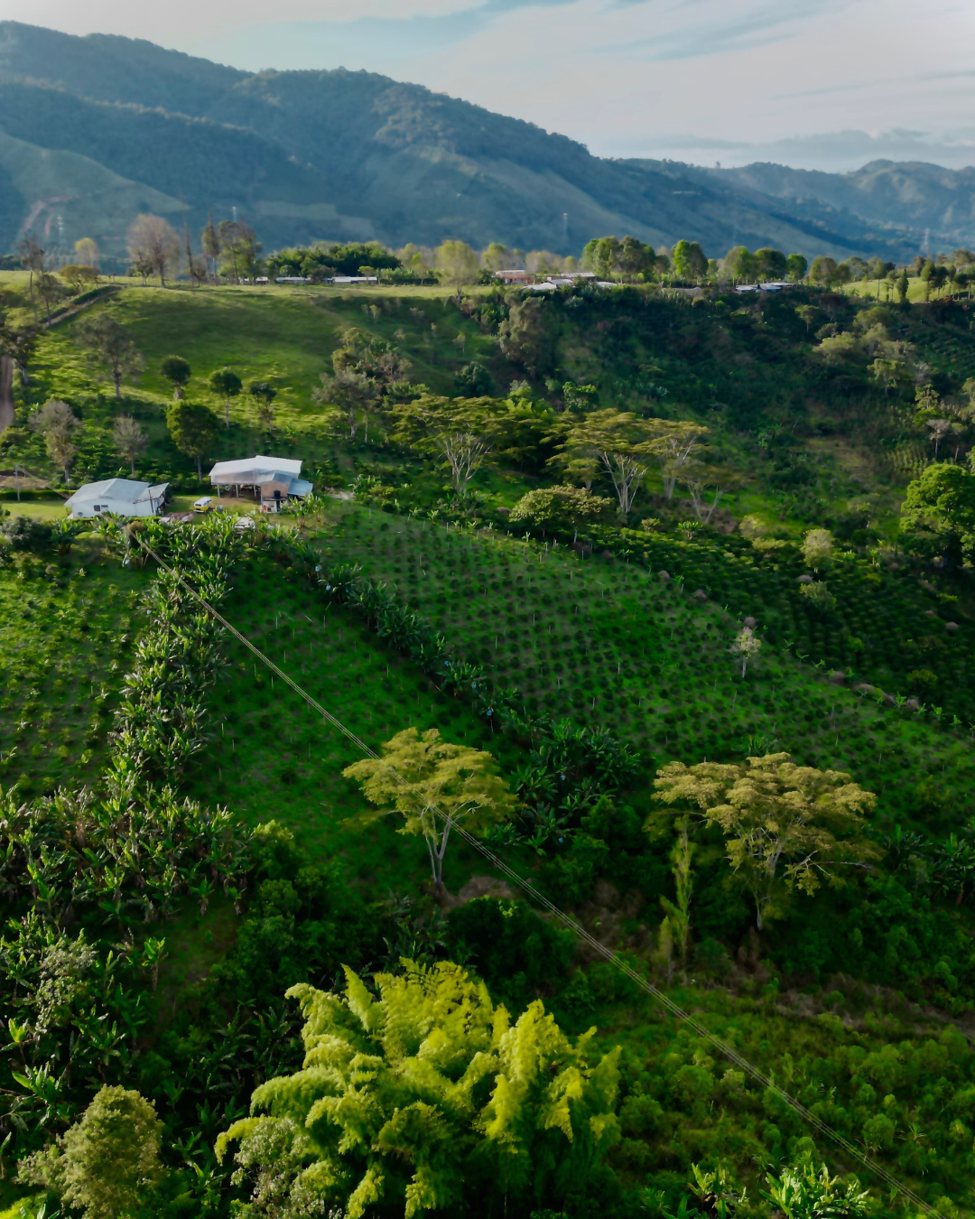 Finca El Porvenir Washed