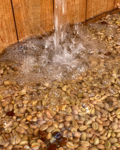 Finca El Porvenir Washed